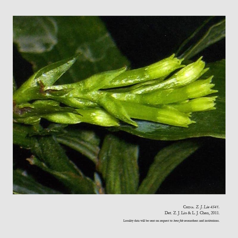 Apostasia shenzhenica